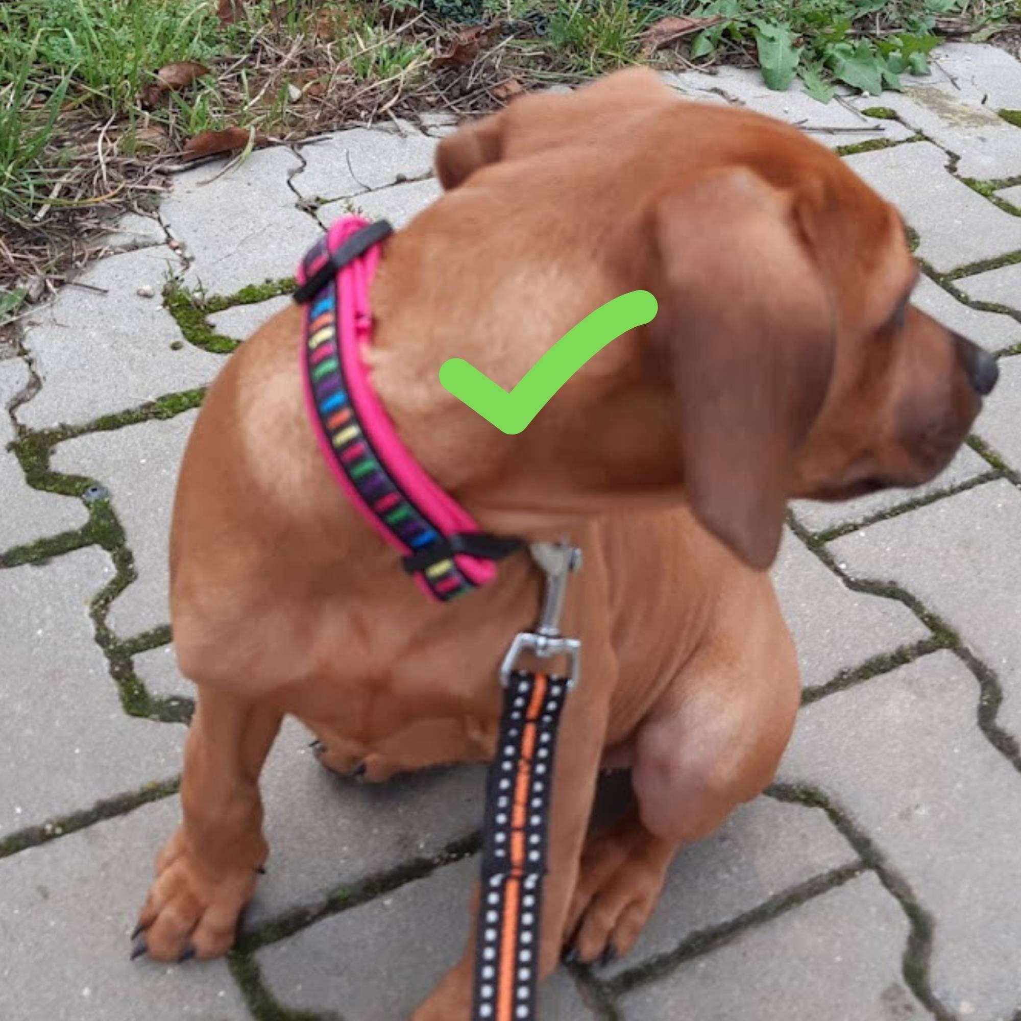 správně nasazený obojek pro štěně